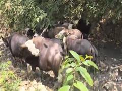 
      
      Presence of Mithun recorded in Dima Hasao: Assam CM Biswa
      
      