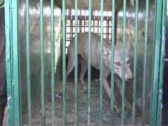 
      
      Wolf attacks 11-year-old girl in Bahraich, admitted to hospital
      
      
