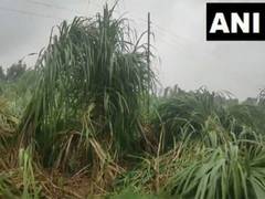 
      
      UP: Moradabad farmers face severe crop damage due to heavy rain 
      
      