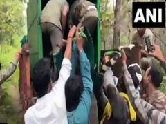 
      
      Chandrapur: Tigress tranquillized and caged
      
      