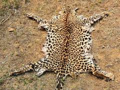 
      
      Man arrested with leopard skin in Odisha
      
      