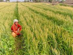 
      
      Kharif crop sowing area up by 1.9 pc
      
      