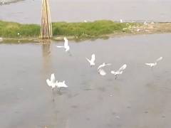 
      
      Migratory birds arrive early at Chilka lake in Odisha
      
      