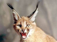 
      
      Gujarat government allocates Rs 10 crore for Caracal conserv
      
      