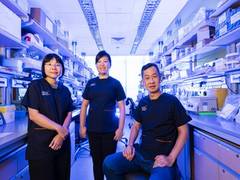 
      
      Promising cell therapy offers hope for relapsed Leukaemia
      
      