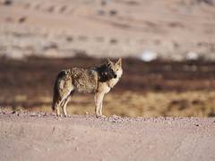 
      
      UP: Villagers kill sixth and final wolf in Bahraich
      
      