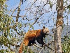 
      
      Darjeeling’s Padmaja Naidu Himalayan Zoo's ‘Red Panda Program’
      
      