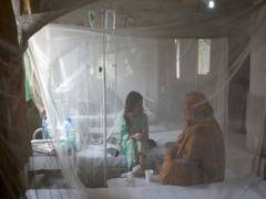 
      
      Dengue emergency in Rawalpindi
      
      