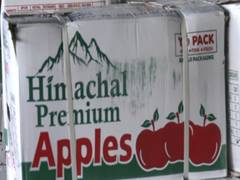 
      
      Himachal's apple economy thrives, yet production declines
      
      