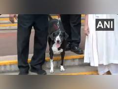 
      
      Stray dog Goa, adopted by Ratan Tata visits NCPA to pay respect
      
      