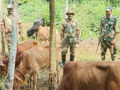 
      
      Meghalaya: BSF foils cattle smuggling bid on international border
      
      