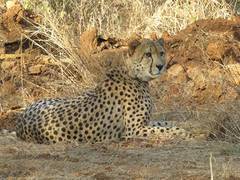 
      
      Cheetahs at Kuno to be release into wild in phases in Oct
      
      