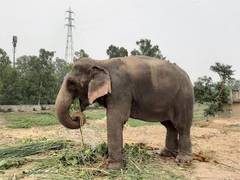 
      
      World Animal Protection Approaches Prime Minister 
      
      