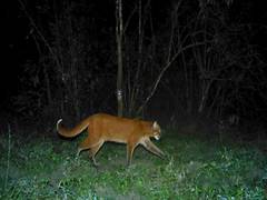 
      
      Presence of ‘Asiatic golden cat’ reconfirmed in Assam
      
      