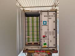 
      
      Westfalia Fruit celebrates first Hass avocado shipment to India
      
      