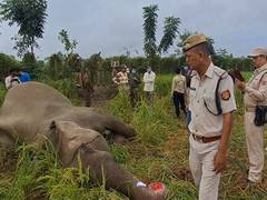 
      
      Assam: Wild elephant found dead in paddy field 
      
      