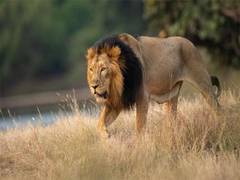 
      
      This Dhanteras, Gujarat set to get new lion safari at Barda...
      
      