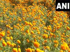 
      
      Udhampur: Farmers start reaping marigold flowers;earn high profit
      
      
