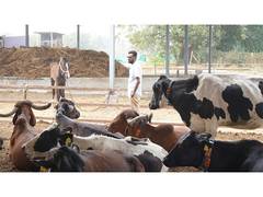 
      
      Karna Desai's Vision for a Sustainable Dairy Future
      
      