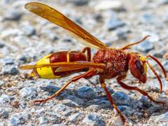 
      
      Oriental hornet genetics may lead to new alcohol detox methods
      
      
