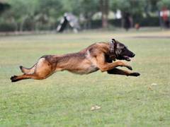 
      
      Army Dog 'Phantom' dies in anti-terror operation in J-K
      
      