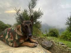 
      
      Indian Army dog Phantom killed in anti-terror operation in Jammu
      
      