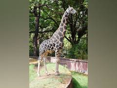 
      
       20-year-old male giraffe ‘Tsunami Basant’ dies at Hyderabad zoo
      
      
