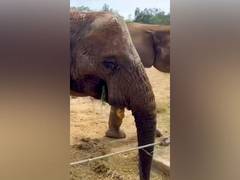 
      
      Vantara to welcome 3 African elephants from Tunisia
      
      