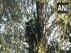 
      
      Man injured in bear attack in Jammu and Kashmir's Doda
      
      