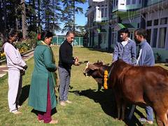 
      
      Himachal CM Sukhu performs Govardhan Puja at his residence, prays
      
      