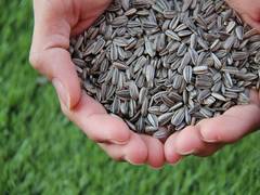 
      
      GeM introduces 170 new seed categories on its portal
      
      