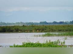
      
      Bijnor Mahotsav: Celebrating a Ramsar Site 
      
      