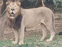 
      
      Pilikula Biological Park welcomes new additions in Animal Exchang
      
      