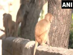 
      
      J-K: Udhampur witnesses surge in monkey attacks
      
      