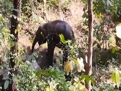 
      
      Chhattisgarh: Elephant Calf gets injured in a suspected blast
      
      