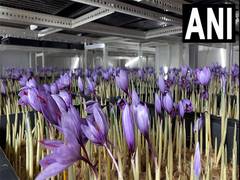 
      
      MP: Indore couple cultivating saffron at home in city
      
      