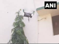 
      
      Jharkhand polls: Police use drones for surveillance in Ranchi 
      
      