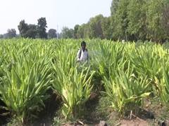 
      
      Turmeric farmers in Hingoli struggle amid price uncertainty
      
      