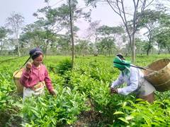
      
      Assam tea worth over Rs 2,800 crore sold at Guwahati Tea Auction 
      
      