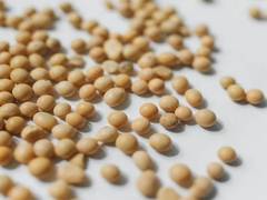 
      
      Government relaxes moisture norms for soybean procurement
      
      