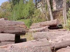 
      
      Crisis in PoJK: Deforestation devastates environment, livelhoods
      
      