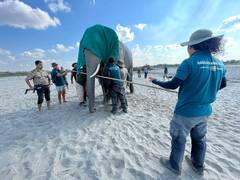 
      
      Elephant radio-collared in Assam's Baksa district
      
      