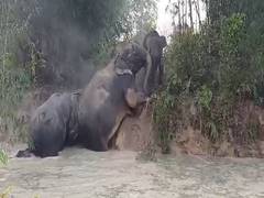 
      
      6 elephants rescued from brick pit near Gibbon Wildlife Sanctuary
      
      