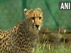 
      
       Two cubs of cheetah 'Nirva' in Kuno National Park found dead 
      
      