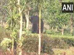 
      
      Siliguri: Elephant enters residential area, damages crops
      
      