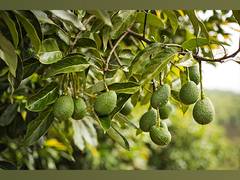 
      
      Westfalia Fruit: Pioneering the Avocado Revolution in India
      
      
