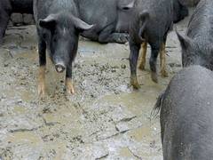 
      
      Animal Equality's new study reveals cruelties inflicted on pigs
      
      