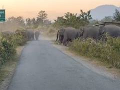 
      
      Aaranyak installs signages to mitigate human-elephant conflict 
      
      