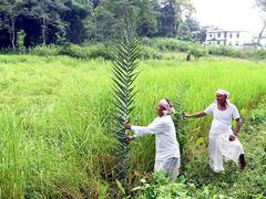 
      
      Indian agriculture sector experts call for sustainable practices
      
      