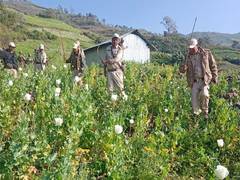 
      
      45  acres of poppy cultivation destroyed in Manipur, CM Biren Sin
      
      